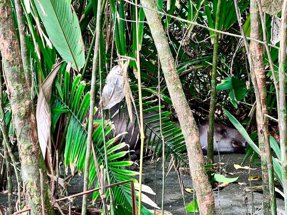 costa-rica-corcovado-tapir